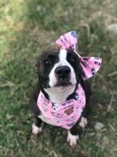 Load image into Gallery viewer, Pink Don't Bully My Breed Bandana/Bow Set Preorder