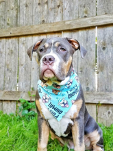 Load image into Gallery viewer, Party Animal Dog Bandana