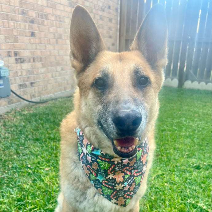 Dog wearing a colorful bandana sitting on grass with a brick wall and fence in the background