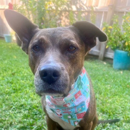 Dog wearing a colorful bandana standing on grass