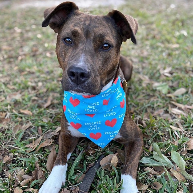 Rescued and Loved Blue Bandana Preorder