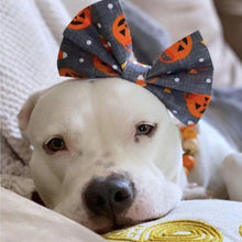 Load image into Gallery viewer, Halloween Pumpkins Bow Tie/Bow Headband
