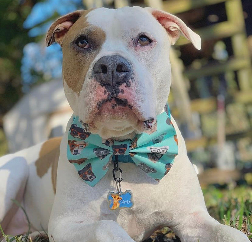 Pitties in Glasses Bow Tie/Bow Headband