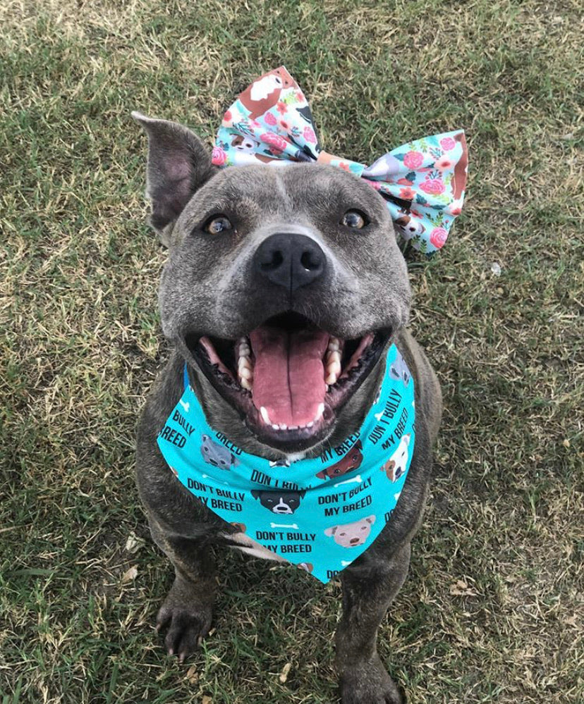 Floral Pitties and Teal Don’t Bully My Breed Bandana/Bow Set