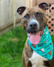 Load image into Gallery viewer, Teal Don&#39;t Bully My Breed Bandana
